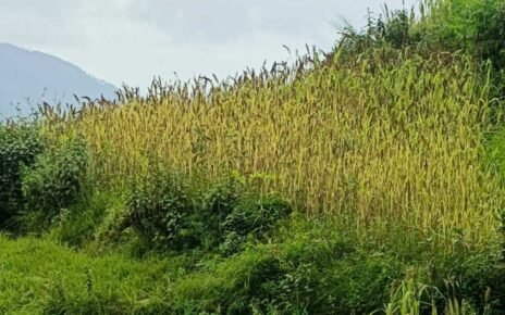 रुद्रप्रयाग में मिलेट मिशन को मिला बल-  मंडुवा (रागी) का MSP ₹48.86/किलो, 2500 क्विंटल खरीद का लक्ष्य