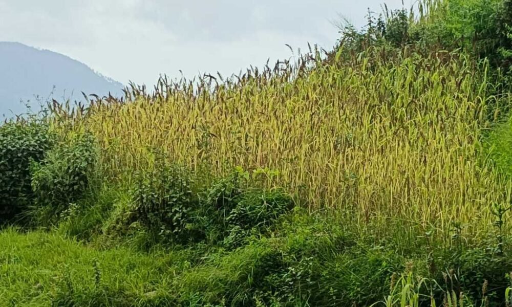 रुद्रप्रयाग में मिलेट मिशन को मिला बल- मंडुवा (रागी) का MSP ₹48.86/किलो, 2500 क्विंटल खरीद का लक्ष्य