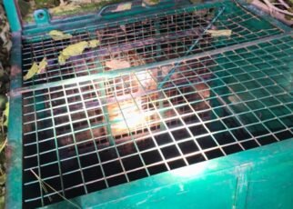 जोंडला, अगस्त्यमुनि के समीप गुलदार का सफल रेस्क्यू, क्षेत्रवासियों ने ली राहत की सांस